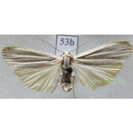 Eilema lurideola (Zincken, 1817) Czech53b